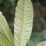 Duguetia eximia Hoja