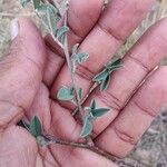 Indigofera oblongifolia Blatt