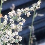 Chenopodium album Floare