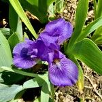 Iris pumila പുഷ്പം