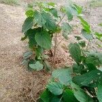 Clerodendrum infortunatum Blad