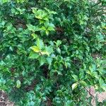 Ilex meserveae Folha