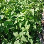 Ocimum carnosum Habitus
