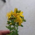 Hypericum perfoliatumFlower