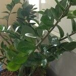 Zamioculcas zamiifolia Blatt
