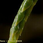 Lycopodium × oellgaardii 樹皮