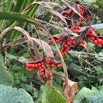 Iris foetidissima Fruit