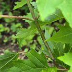 Acer saccharinum Rusca