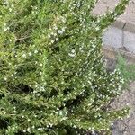 Satureja hortensis 花