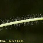 Trifolium diffusum Écorce