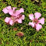 Saponaria pumilaFlower