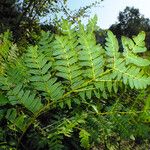 Osmunda regalis Лист