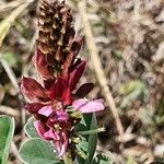 Indigofera schimperi 花