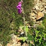 Digitalis purpurea Alkat (teljes növény)
