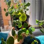 Peperomia pellucida List