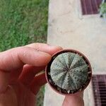 Euphorbia obesa Leaf