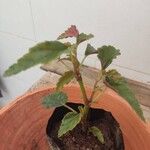 Begonia cubensis Листок