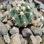 Echinocactus texensis 葉