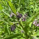 Symphytum officinale Folha