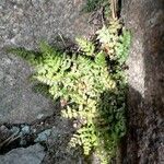 Asplenium foreziense Fuelha