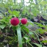 Potentilla indicaFruit