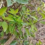 Duranta erectaFeuille