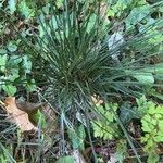 Deschampsia cespitosa Blad