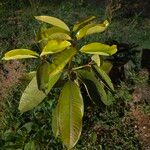 Garcinia mangostana Leaf