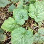 Geum canadense Leaf