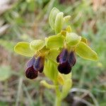 Ophrys sulcata Kita