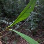 Timonius flavescens Leaf