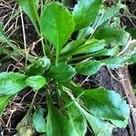 Bellis sylvestris Leaf