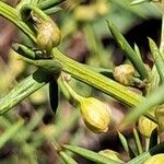 Asparagus aphyllus Fruit