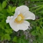 Anemone sylvestris Цветок
