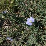 Linum lewisii Hábito