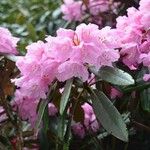 Rhododendron degronianum Floare