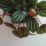 Peperomia albovittata Feuille