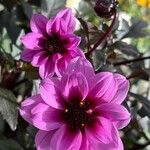 Dahlia merckii Flower