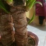 Yucca gloriosa Rhisgl
