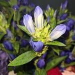 Gentiana triflora Blüte