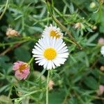 Erigeron karvinskianus Kukka