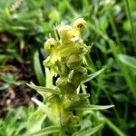 Dactylorhiza viridis Flower