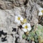 Saxifraga caesia Fula