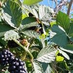 Rubus ulmifolius Fuelha