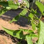 Psoralea glandulosa Кветка