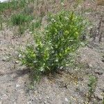 Gomphocarpus fruticosus عادت داشتن