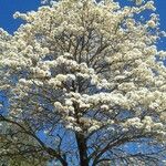 Tabebuia roseoalba Blomma