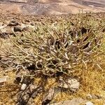 Euphorbia balsamifera Leaf