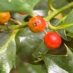 Ilex aquifoliumFruit