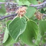 Grewia villosa Leaf